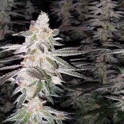 Kingston Punch – product view 2