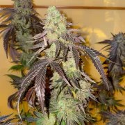 Kingston Punch – product view 3
