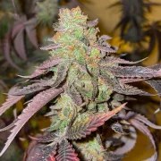 Kingston Punch – product view 4