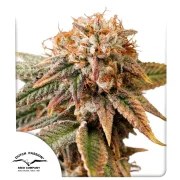 Auto Kingston Punch – product view 1
