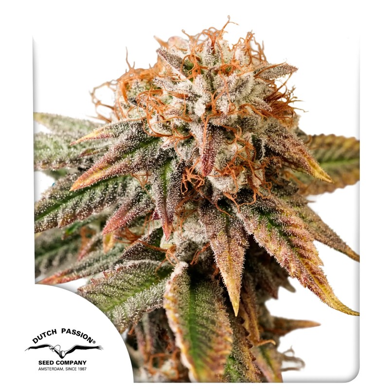 Auto Kingston Punch – product view 1