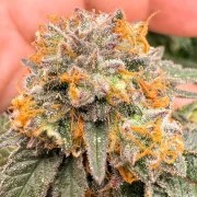 Auto Kingston Punch – product view 2