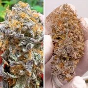 Auto Kingston Punch – product view 3