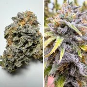 Auto Kingston Punch – product view 4