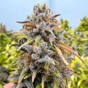 Auto Kingston Punch – product view 5