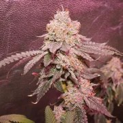 Ice Cream Cake F2 – product view 3