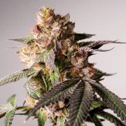 Slurricane Cookies – product view 2