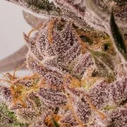 Slurricane Cookies – product view 3