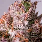 Slurricane Cookies – product view 4