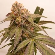 Slurricane Cookies – product view 6
