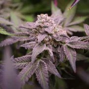 Blue Applez® – product view 2