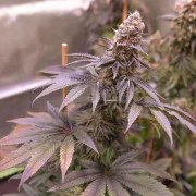 Blue Applez® – product view 3