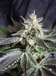 Black Jack® – product view 2