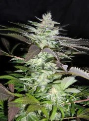 Black Jack® – product view 3