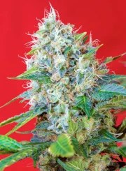 Green Poison® – product view 2