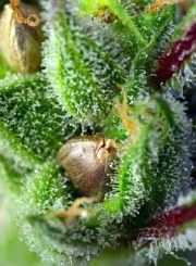 Green Poison® – product view 3