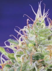 Green Poison® – product view 4