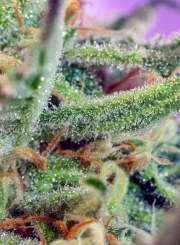 Jack 47® – product view 3