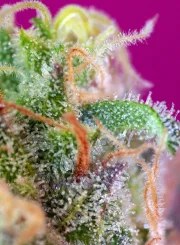 S.A.D. Sweet Afgani Delicious S1® – product view 3