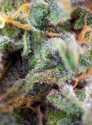 S.A.D. Sweet Afgani Delicious S1® – product view 4