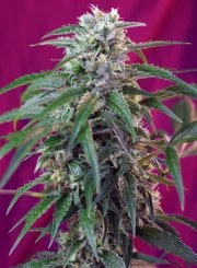 Green Poison Auto® – product view 2