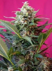 Big Devil XL Auto® – product view 2