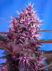 Red Poison Auto® – product view 2