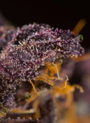 Red Poison Auto® – product view 3
