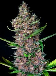 Red Poison Auto® – product view 4