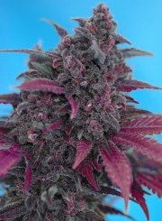 Dark Devil Auto® – product view 2
