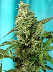 Green Poison F1 Fast Version® – product view 2