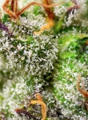 Green Poison F1 Fast Version® – product view 3