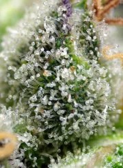 Green Poison F1 Fast Version® – product view 4