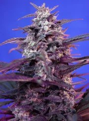 Bloody Skunk Auto® – product view 2