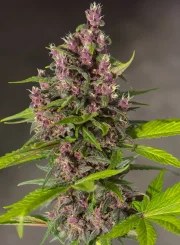 Bloody Skunk Auto® – product view 3