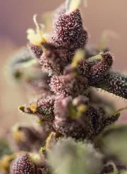 Bloody Skunk Auto® – product view 4