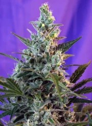Sweet Skunk F1 Fast Version® – product view 2