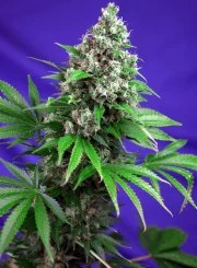 Killer Kush F1 Fast Version® – product view 2