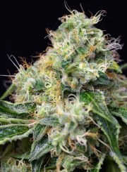 Killer Kush F1 Fast Version® – product view 3