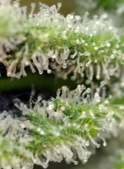 Killer Kush F1 Fast Version® – product view 4
