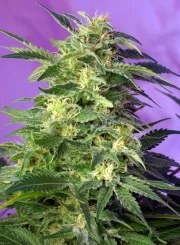 Killer Kush Auto® – product view 2