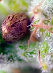 Killer Kush Auto® – product view 3