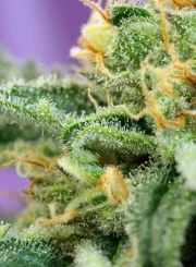 Killer Kush Auto® – product view 4