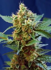 Cream Mandarine XL Auto® – product view 2