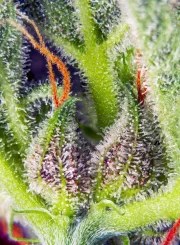 Cream Mandarine XL Auto® – product view 3