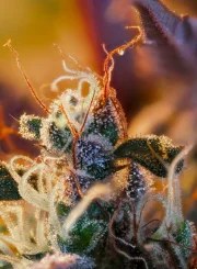 Cream Mandarine XL Auto® – product view 4