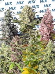 Sweet Mix Photoperiod-Dependent® – product view 2