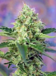 Crystal Candy® – product view 2