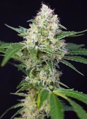 Crystal Candy® – product view 3