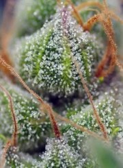 Crystal Candy® – product view 4